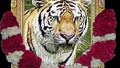 Seg1: Save Us from The Tiger Campaign