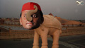 Epi.257-SEGMENT-1-New Elephant In The Room